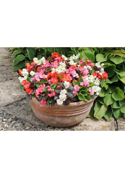 Begonya – Begonia Karışık Renklerde 15 Adet