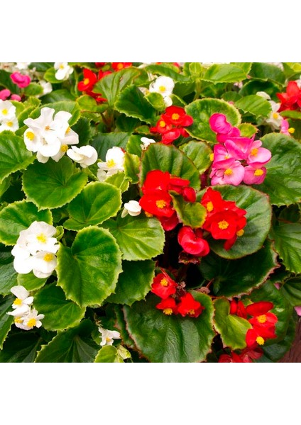 Begonya – Begonia Karışık Renklerde 15 Adet