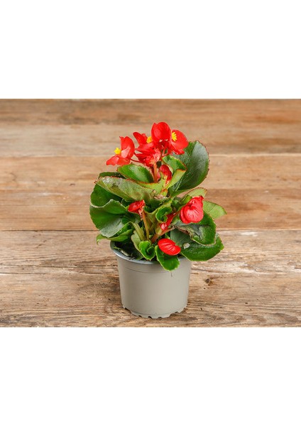 Begonya – Begonia Karışık Renklerde 15 Adet