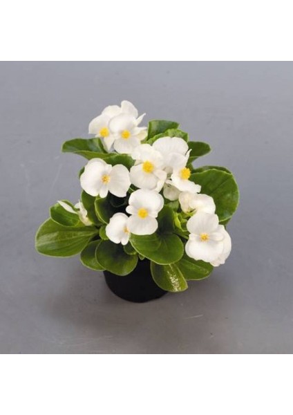 Begonya – Begonia Karışık Renklerde 15 Adet