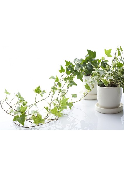 Mini Hedera Salon Sarmaşığı- Alacalı&yeşil Askılı Saksıda 2 Adet