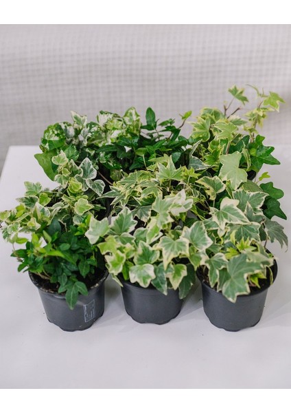 Mini Hedera Salon Sarmaşığı- Alacalı&yeşil Askılı Saksıda 2 Adet