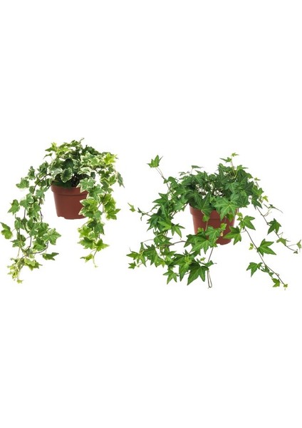 Mini Hedera Salon Sarmaşığı- Alacalı&yeşil Askılı Saksıda 2 Adet
