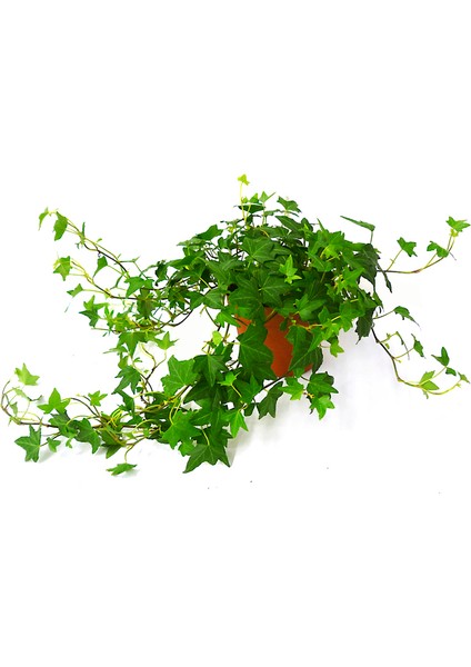 Mini Hedera Salon Sarmaşığı- Alacalı&yeşil Askılı Saksıda 2 Adet