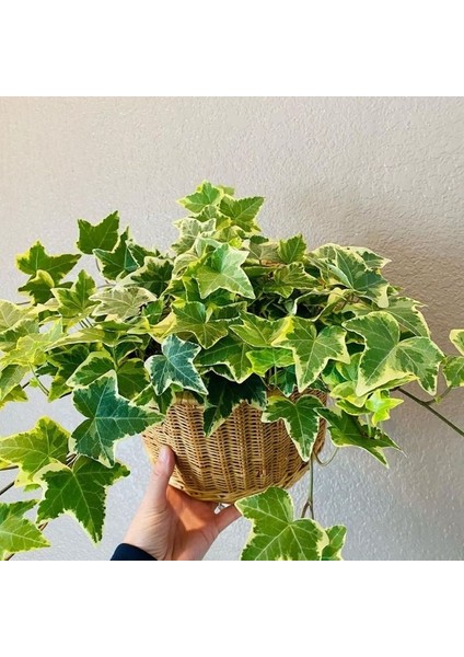 Mini Hedera Salon Sarmaşığı- Alacalı&yeşil Askılı Saksıda 2 Adet