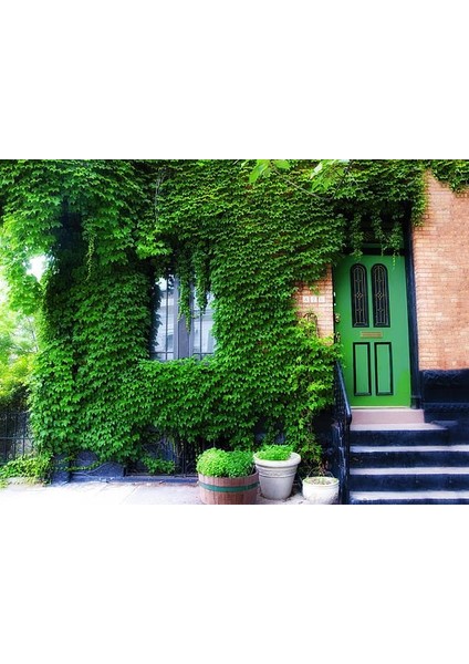 Hedera Sarmaşık 50-100 cm – Dekoratif ve Dayanıklı 5 Adet Canlı F