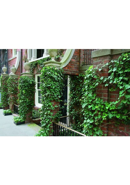 Hedera Sarmaşık 50-100 cm – Dekoratif ve Dayanıklı 5 Adet Canlı F fiyatları