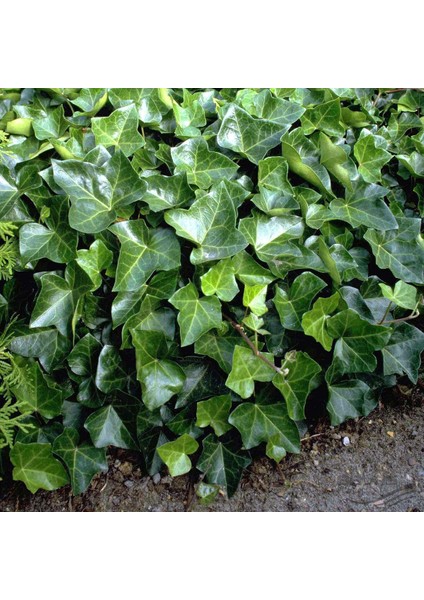 Hedera Sarmaşık 50-100 cm – Dekoratif ve Dayanıklı 5 Adet Canlı F modelleri