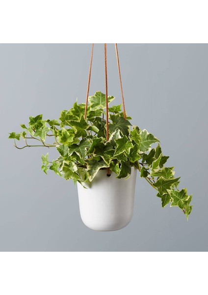 Mini Hedera Alacalı Salon Sarmaşığı- (Hedera Helix Variegata) Ask fırsatları