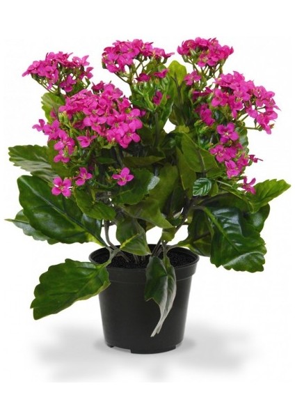 Kalanşo Çiçeği – Kalanchoe 10 Adet Pembe