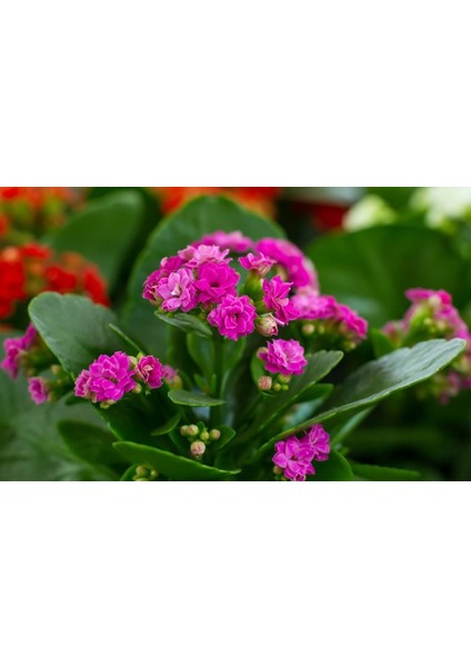 Kalanşo Çiçeği – Kalanchoe 10 Adet Pembe fiyatları