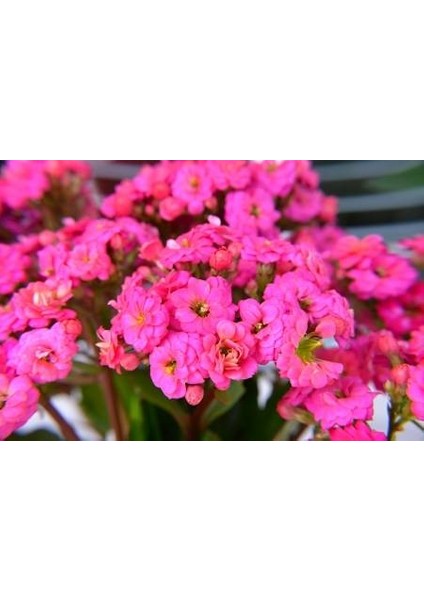 Kalanşo Çiçeği – Kalanchoe 10 Adet Pembe modelleri