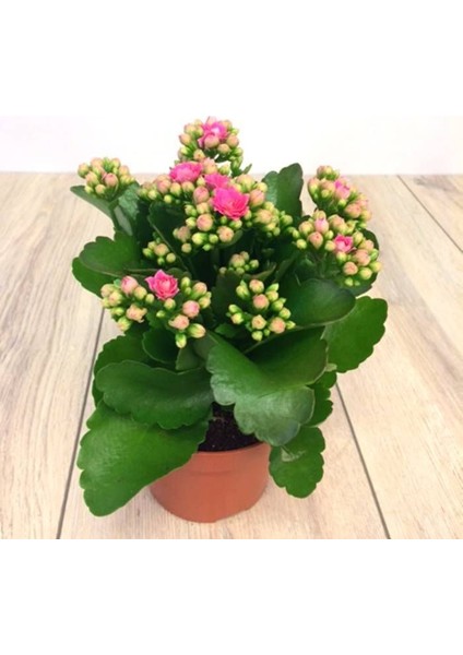 Kalanşo Çiçeği – Kalanchoe 10 Adet Pembe fırsatları