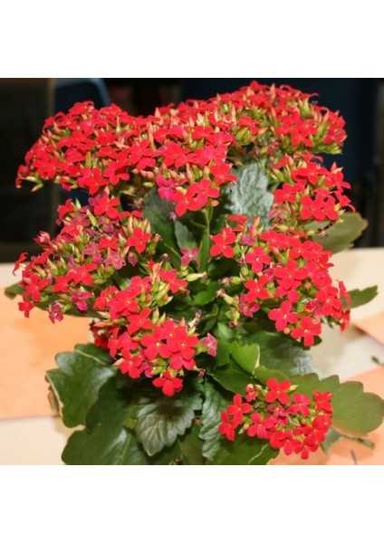 Kalanşo Çiçeği – Kalanchoe 3 Adet Kırmızı fırsatları