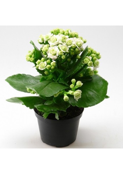 Kalanşo Çiçeği – Kalanchoe 5 Adet Beyaz