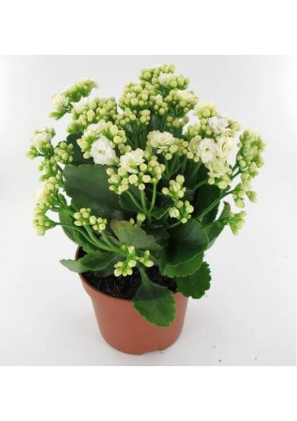 Kalanşo Çiçeği – Kalanchoe 5 Adet Beyaz