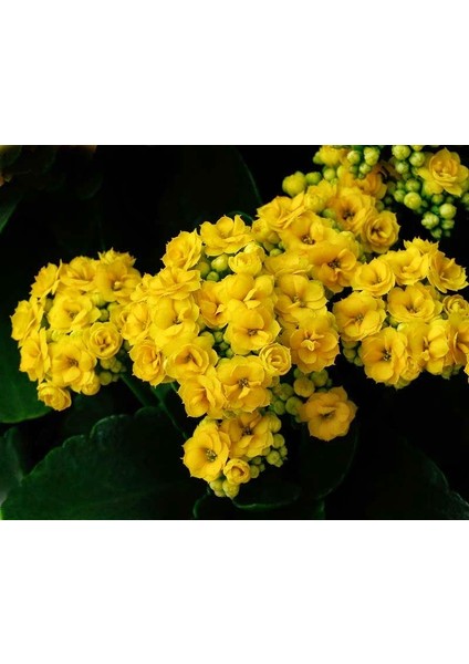 Kalanşo Çiçeği – Kalanchoe 10 Adet Sarı