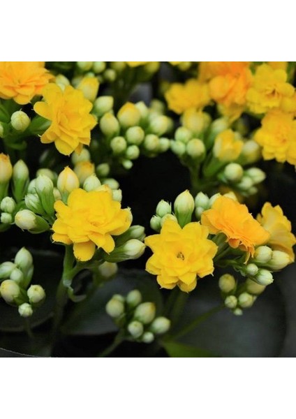 Kalanşo Çiçeği – Kalanchoe 10 Adet Sarı modelleri