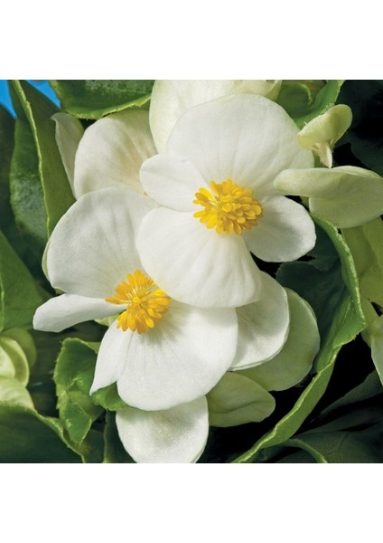 Begonya Çiçeği Beyaz Begonıa Semperflorens 45 Adet