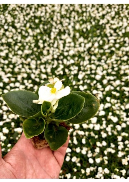 Begonya Çiçeği Beyaz Begonıa Semperflorens 45 Adet fiyatları