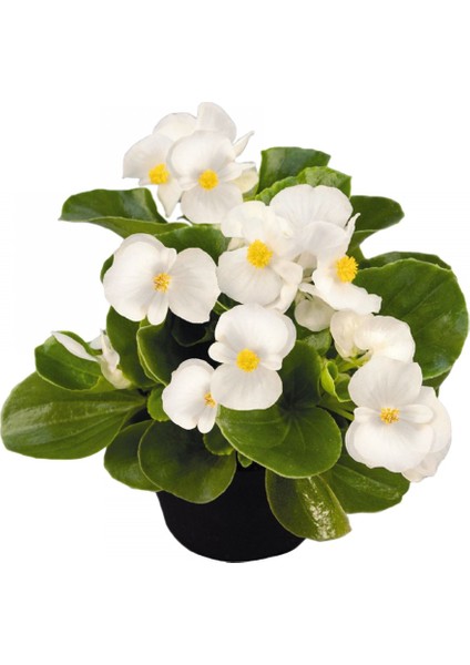 Begonya Çiçeği Beyaz Begonıa Semperflorens 45 Adet fırsatları