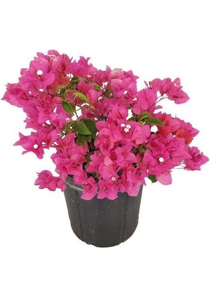 Begonvil Fidanı Pembe 25-30 cm – 5 Adet Balkon ve Bahçe Bitkisi fırsatları