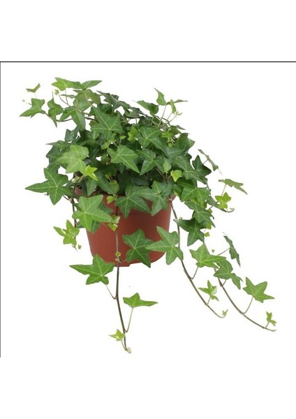 Mini Hedera Salon Sarmaşığı- (Hedera Helix Green) Askılı Saksıda