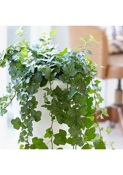 Mini Hedera Salon Sarmaşığı- (Hedera Helix Green) Askılı Saksıda modelleri