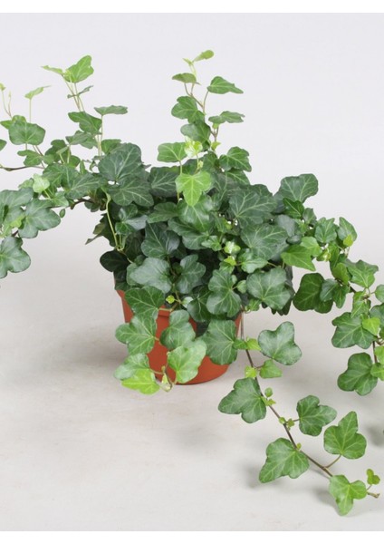 Mini Hedera Salon Sarmaşığı- (Hedera Helix Green) Askılı Saksıda fırsatları
