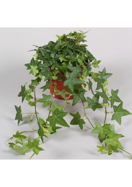 Mini Hedera Salon Sarmaşığı- (Hedera Helix Green) Askılı Saksıda indirimleri