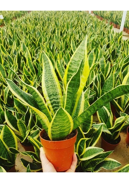Paşa Kılıcı - Peygamber Kılıcı (Sansaveria Trifasciata) 20-30 cm