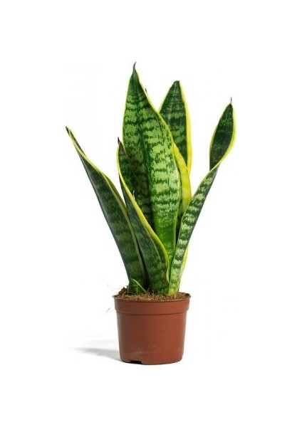 Paşa Kılıcı - Peygamber Kılıcı (Sansaveria Trifasciata) 20-30 cm fiyatları