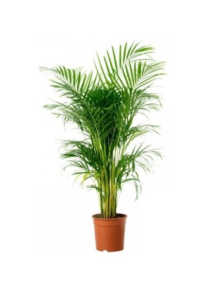 Areka Palmiyesi 60 cm fiyatları