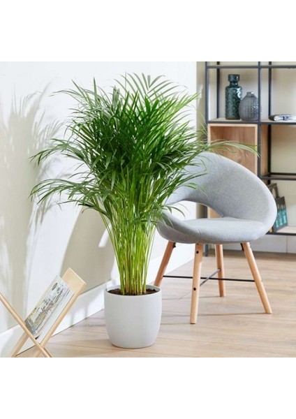 Areka Palmiyesi 60 cm modelleri