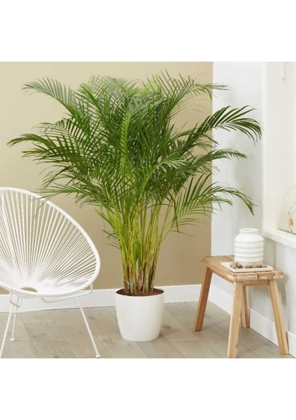 Areka Palmiyesi 60 cm fırsatları