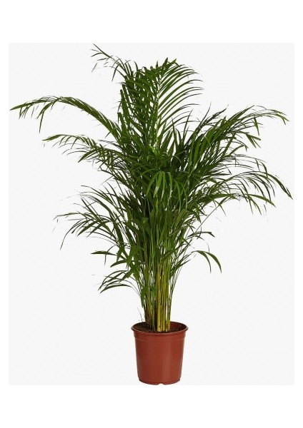 Areka Palmiyesi 60 cm indirimleri