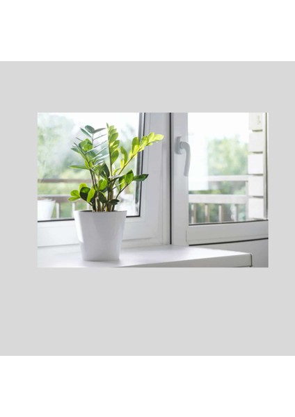 Zamia (Zeze Çiçeği) 2 Adet