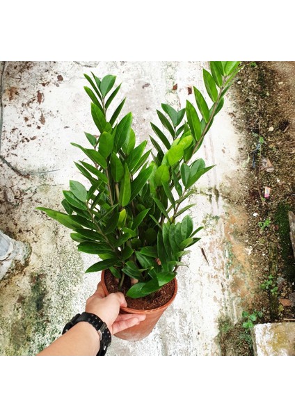 Zamia (Zeze Çiçeği) 2 Adet