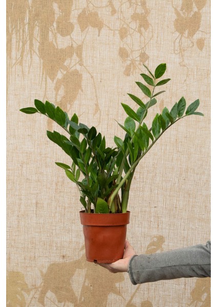 Zamia (Zeze Çiçeği) 2 Adet