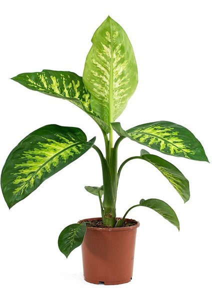 Difenbahya (Tropik) - Ağlayan Çiçek 40 cm 5 Adet