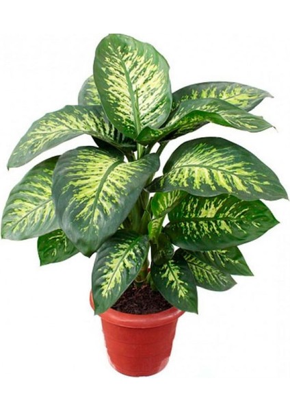 Difenbahya - Tropik 60-80 cm 5 Adet