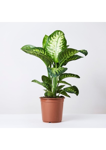 Difenbahya (Tropik) - Ağlayan Çiçek 40 cm 2 Adet