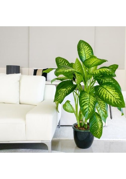 Difenbahya (Tropik) - Ağlayan Çiçek 40 cm 2 Adet fırsatları