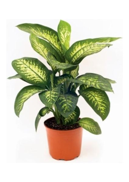 Difenbahya (Tropik) - Ağlayan Çiçek 40 cm 2 Adet indirimleri