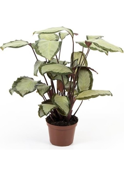 Dua Çiçeği - Calathea Picturata