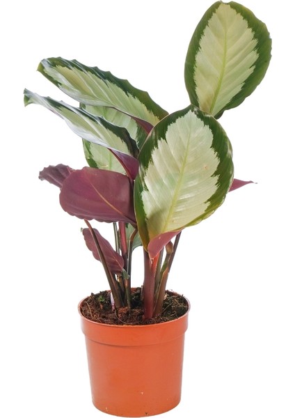 Dua Çiçeği - Calathea Picturata