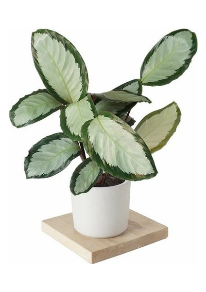 Dua Çiçeği - Calathea Picturata