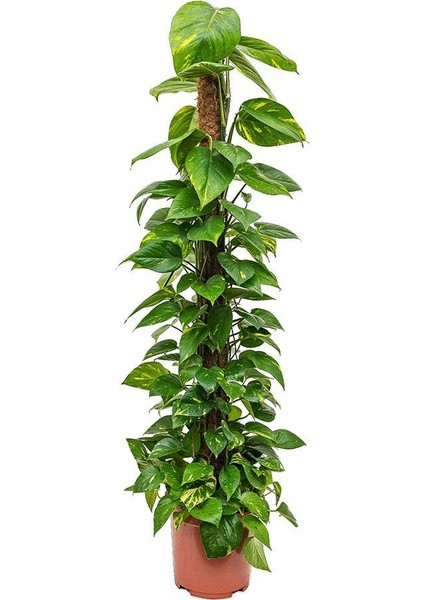Pathos – Salon Sarmaşığı (Bitki Destek Çubuklu) 60-80 cm