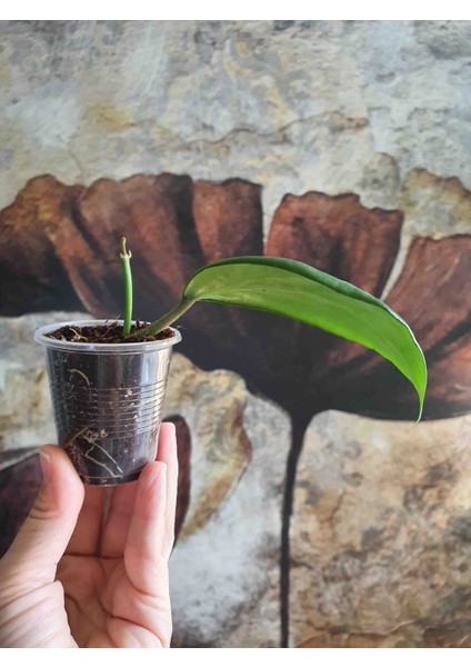 Hoya Merilli Mum Çiçeği