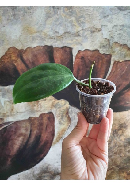 Hoya Merilli Mum Çiçeği
